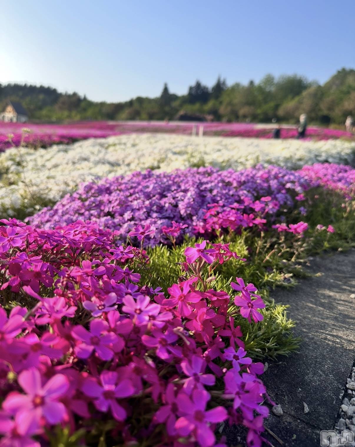 ʥå륺СʥåBar Peace(ʥåС ԡ) 2025ǯ44̥֥🌷