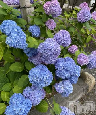 ʥå륺СʥåBar Peace(ʥåС ԡ) ʤ76̥֥76 1242ʬΥ֥