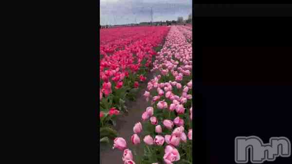 &#x1F337;