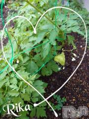 新潟デリヘル五十路マダム新潟店(カサブランカグループ)(イソジマダムニイガタテン) 遠藤りか(50)の7月14日写メブログ「今年も♪」