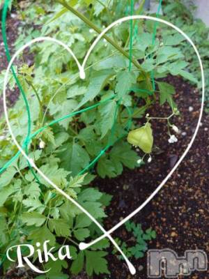 新潟デリヘル 五十路マダム新潟店(カサブランカグループ)(イソジマダムニイガタテン) 遠藤りか(50)の7月14日写メブログ「今年も♪」