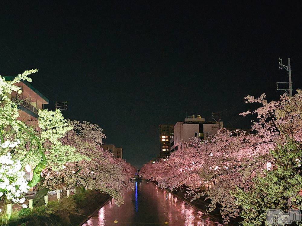 長岡デリヘル人妻楼　長岡店(ヒトヅマロウ　ナガオカテン) れん(36)の4月14日写メブログ「夜桜🌸満開🌸」