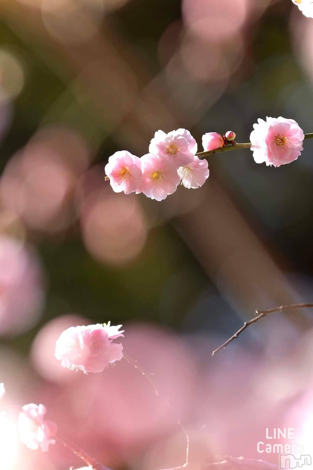 長岡デリヘル人妻楼　長岡店(ヒトヅマロウ　ナガオカテン)れん(36)の2024年2月24日写メブログ「梅の花」