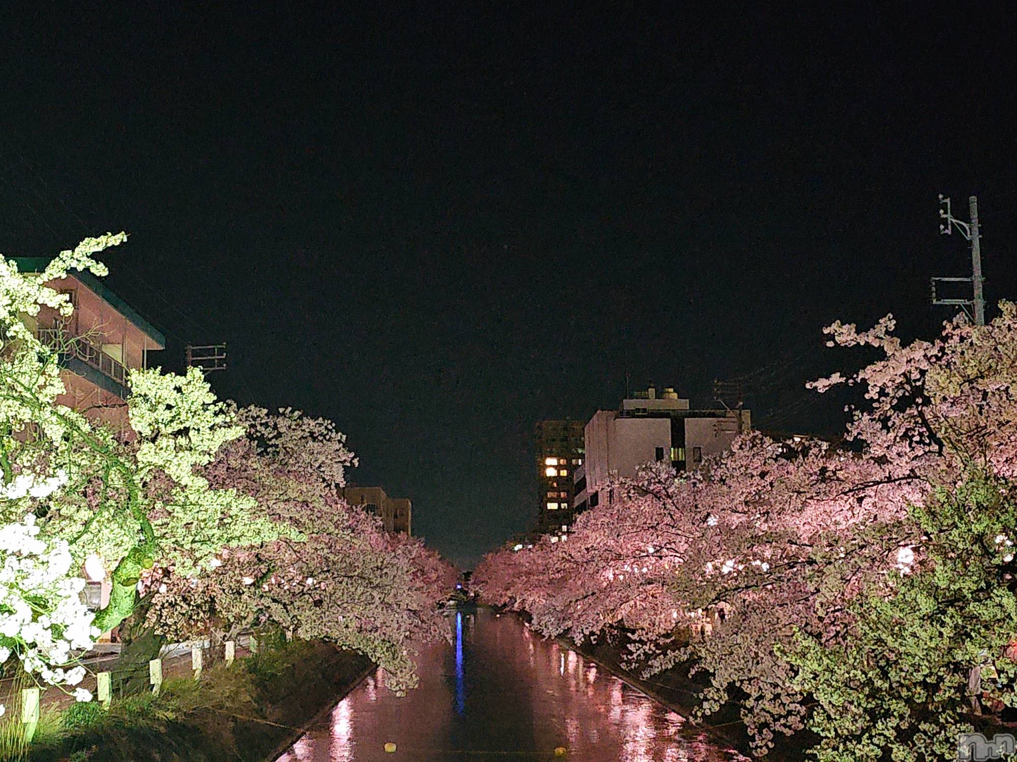 長岡デリヘル人妻楼　長岡店(ヒトヅマロウ　ナガオカテン)れん(36)の2024年4月14日写メブログ「夜桜🌸満開🌸」
