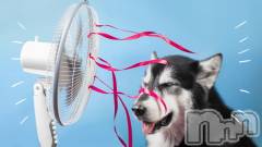 長岡デリヘル人妻楼　長岡店(ヒトヅマロウ　ナガオカテン) れん(36)の8月12日写メブログ「暑中見舞申し上げます。」