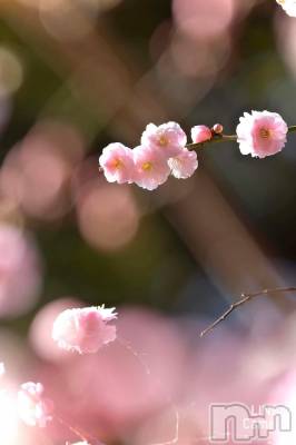 長岡デリヘル 人妻楼　長岡店(ヒトヅマロウ　ナガオカテン) れん(36)の2月24日写メブログ「梅の花」