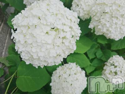 長岡デリヘル 人妻楼　長岡店(ヒトヅマロウ　ナガオカテン) れん(36)の6月24日写メブログ「お誘い❤」