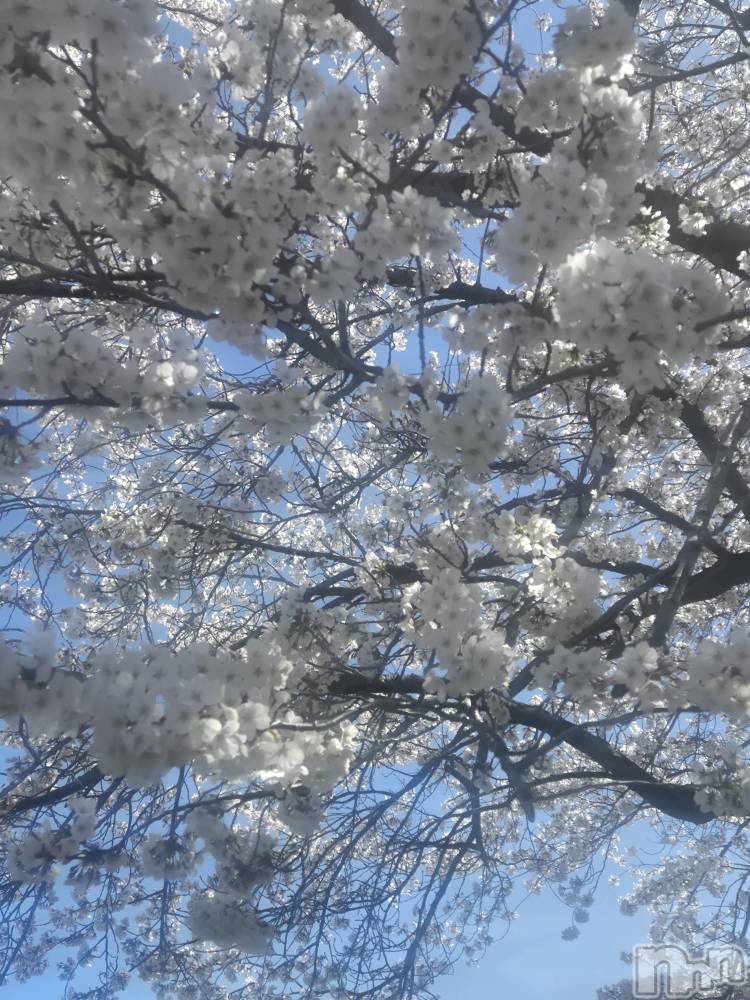 上田発デリヘル人妻華道 上田店(ヒトヅマハナミチウエダテン) 【熟女】なつみ (50)の4月6日写メブログ「こんにちは(^-^)」