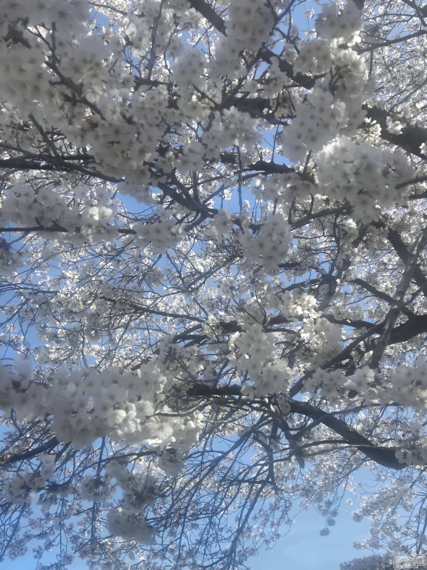 上田発デリヘル人妻華道 上田店(ヒトヅマハナミチウエダテン)【熟女】なつみ (50)の2026年4月6日写メブログ「こんにちは(^-^)」