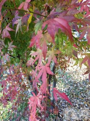 上田発デリヘル 人妻華道 上田店(ヒトヅマハナミチウエダテン) 【熟女】なつみ (50)の11月21日写メブログ「こんにちは(^o^)」