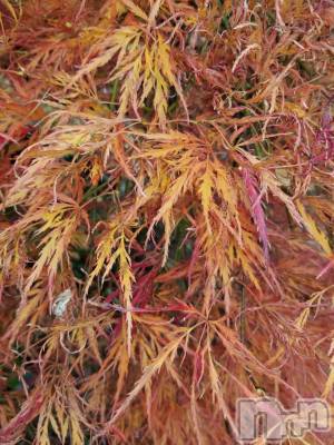 上田発デリヘル 人妻華道 上田店(ヒトヅマハナミチウエダテン) 【熟女】なつみ (50)の11月6日写メブログ「こんにちわ(^○^)」