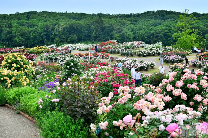 長岡デリヘル(ナガオカフウゾクシュッチョウアロママッサージ)の2021年9月3日お店速報「癒しの香りの…アロママッサージ＊」