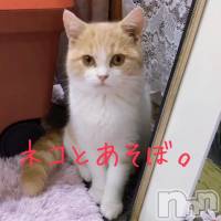長岡デリヘル 長岡風俗出張アロママッサージ(ナガオカフウゾクシュッチョウアロママッサージ)の7月5日お店速報「ネコ好きなかた！！朗報です！！」