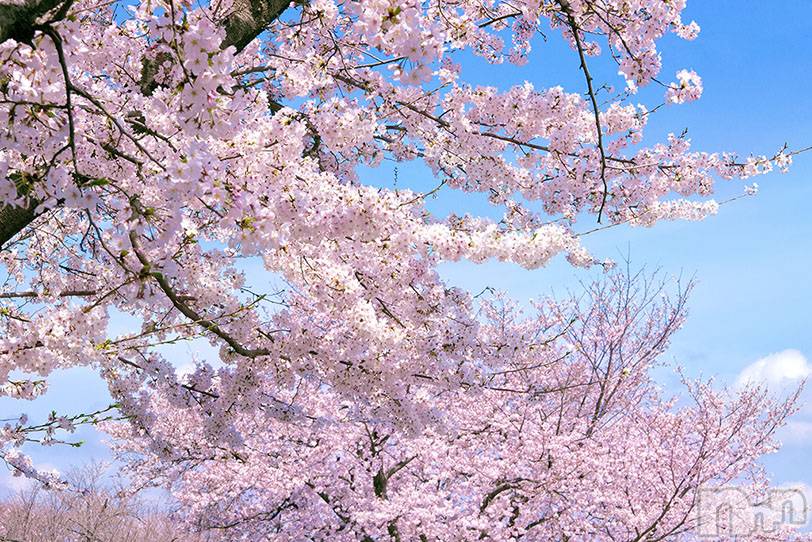 上越風俗エステ上越風俗出張アロママッサージ(ジョウエツフウゾクシュッチョウアロママッサージ) マリ★(34)の4月1日写メブログ「桜がきれいですね」