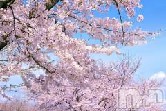 上越風俗エステ上越風俗出張アロママッサージ(ジョウエツフウゾクシュッチョウアロママッサージ) マリ★(34)の4月1日写メブログ「桜がきれいですね」