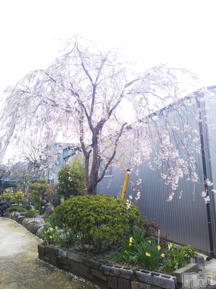 長岡デリヘル長岡市総合デリヘル COLOR～デリヘル・手コキ・密着エステ～(ナガオカシソウゴウデリヘルカラー) ちひろ☆☆(38)の4月21日写メブログ「春るるる～」