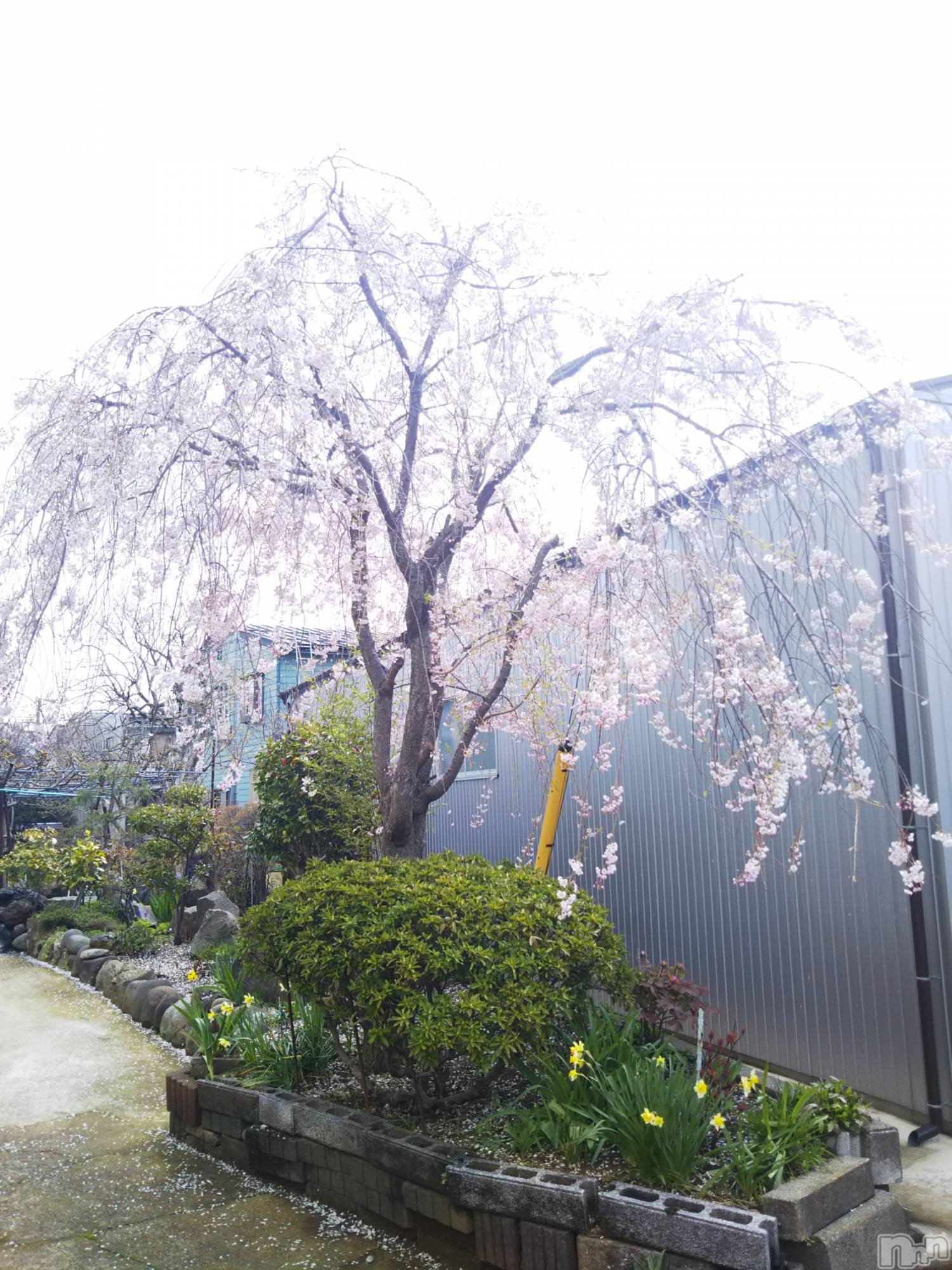 長岡デリヘル長岡市総合デリヘル COLOR～デリヘル・手コキ・密着エステ～(ナガオカシソウゴウデリヘルカラー)ちひろ☆☆(38)の2020年4月21日写メブログ「春るるる～」