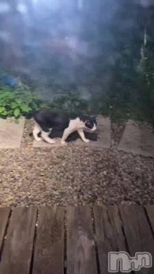 🐈‍⬛