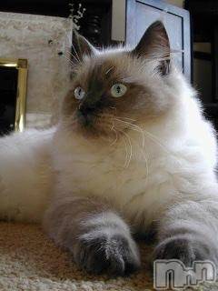 長岡デリヘル 長岡風俗出張アロママッサージ(ナガオカフウゾクシュッチョウアロママッサージ) かなた(40)の2月7日写メブログ「[お題]from:イズミさん」