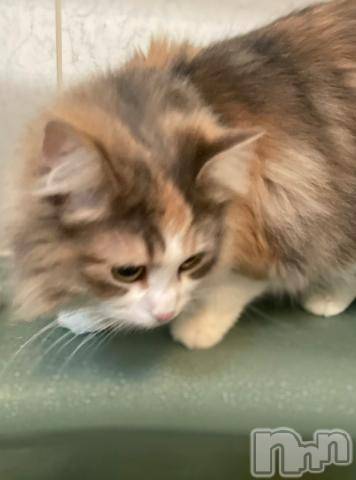 長岡デリヘル長岡風俗出張アロママッサージ(ナガオカフウゾクシュッチョウアロママッサージ) あかり☆本格エステアニメ好き(32)の2月9日写メブログ「蜘蛛ですが、何か」