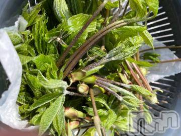 長岡デリヘル長岡風俗出張アロママッサージ(ナガオカフウゾクシュッチョウアロママッサージ) あかり☆本格エステアニメ好き(32)の4月21日写メブログ「昨日はトレーラー企画でした」