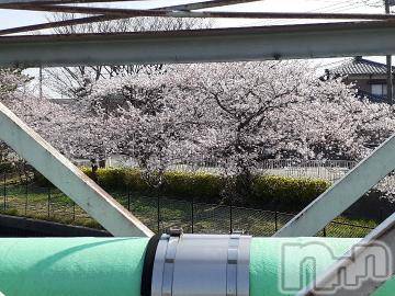 長岡デリヘル 長岡風俗出張アロママッサージ(ナガオカフウゾクシュッチョウアロママッサージ) さくら(36)の4月4日写メブログ「ベストのアングルは　どこから...」