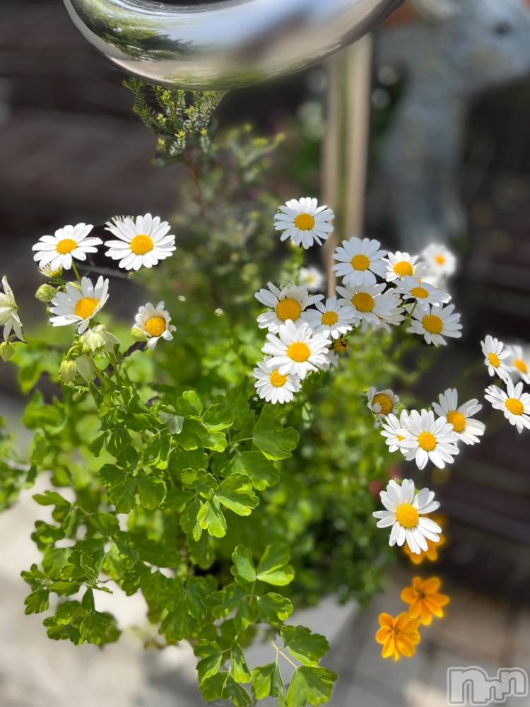 長岡デリヘル長岡風俗出張アロママッサージ(ナガオカフウゾクシュッチョウアロママッサージ) ゆかり☆ピュアな美熟女(48)の5月15日写メブログ「こんにちは」