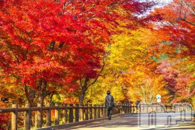 長岡デリヘル 長岡風俗出張アロママッサージ(ナガオカフウゾクシュッチョウアロママッサージ) ゆかり☆ピュアな美熟女(48)の10月29日写メブログ「キレイな紅葉」
