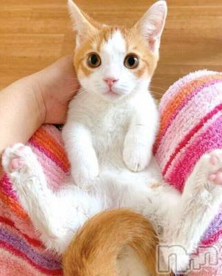 長岡デリヘル 長岡風俗出張アロママッサージ(ナガオカフウゾクシュッチョウアロママッサージ) ゆかり☆ピュアな美熟女(48)の12月23日写メブログ「猫ちゃん♪」