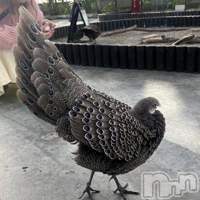 長岡デリヘル 長岡風俗出張アロママッサージ(ナガオカフウゾクシュッチョウアロママッサージ) ルイ☆ハーフ美人(33)の9月3日写メブログ「お疲れ様です♪」