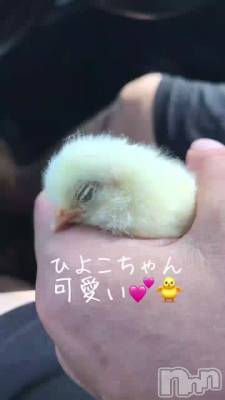 長岡風俗エステ 長岡風俗出張アロママッサージ(ナガオカフウゾクシュッチョウアロママッサージ) ルイ☆ハーフ美人(33)の9月6日動画「可愛いひよこ♪」