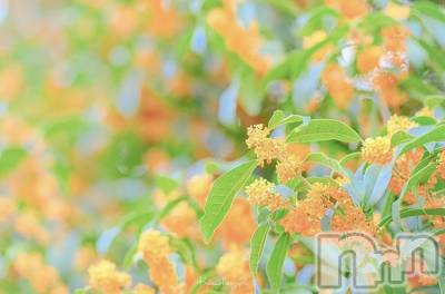 Ĺ襳ѥ˥󥯥Ĺѥ˥󥯥PRISE-ץ饤(ץ饤) ߤꤢ1014̥֥2020    10/14