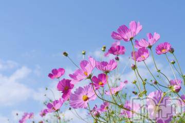 新潟デリヘル五十路マダム新潟店(カサブランカグループ)(イソジマダムニイガタテン) 今井ゆきえ(53)の9月19日写メブログ「こんにちは♪♪」