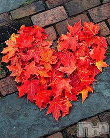 新潟デリヘル五十路マダム新潟店(カサブランカグループ)(イソジマダムニイガタテン) 今井ゆきえ(53)の9月23日写メブログ「出勤予定です♪♪」