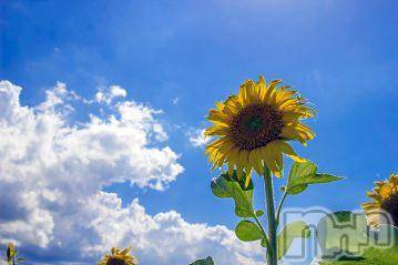 新潟デリヘル五十路マダム新潟店(カサブランカグループ)(イソジマダムニイガタテン)今井ゆきえ(53)の2020年8月1日写メブログ「7月◇お礼です♪」