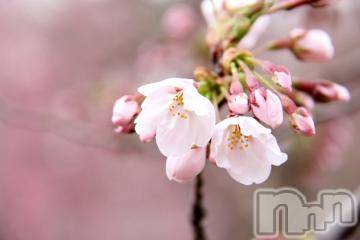 新潟デリヘル 五十路マダム新潟店(カサブランカグループ)(イソジマダムニイガタテン) 今井ゆきえ(54)の3月27日写メブログ「開花🌸」