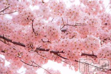 新潟デリヘル 五十路マダム新潟店(カサブランカグループ)(イソジマダムニイガタテン) 今井ゆきえ(54)の3月31日写メブログ「満開🌸( ≧∀≦)ノ」