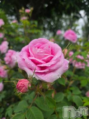 長岡デリヘル BIANCA～主人の知らない私～長岡店(ビアンカナガオカテン) 前田　ゆりこ(34)の6月4日写メブログ「お花畑へ♡」