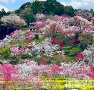 長野デリヘル Story ～人妻物語～(ストーリー) 激安☆るみこ(43)の4月19日写メブログ「昨夜はありがとうございました。またお逢いできましたねっ。」