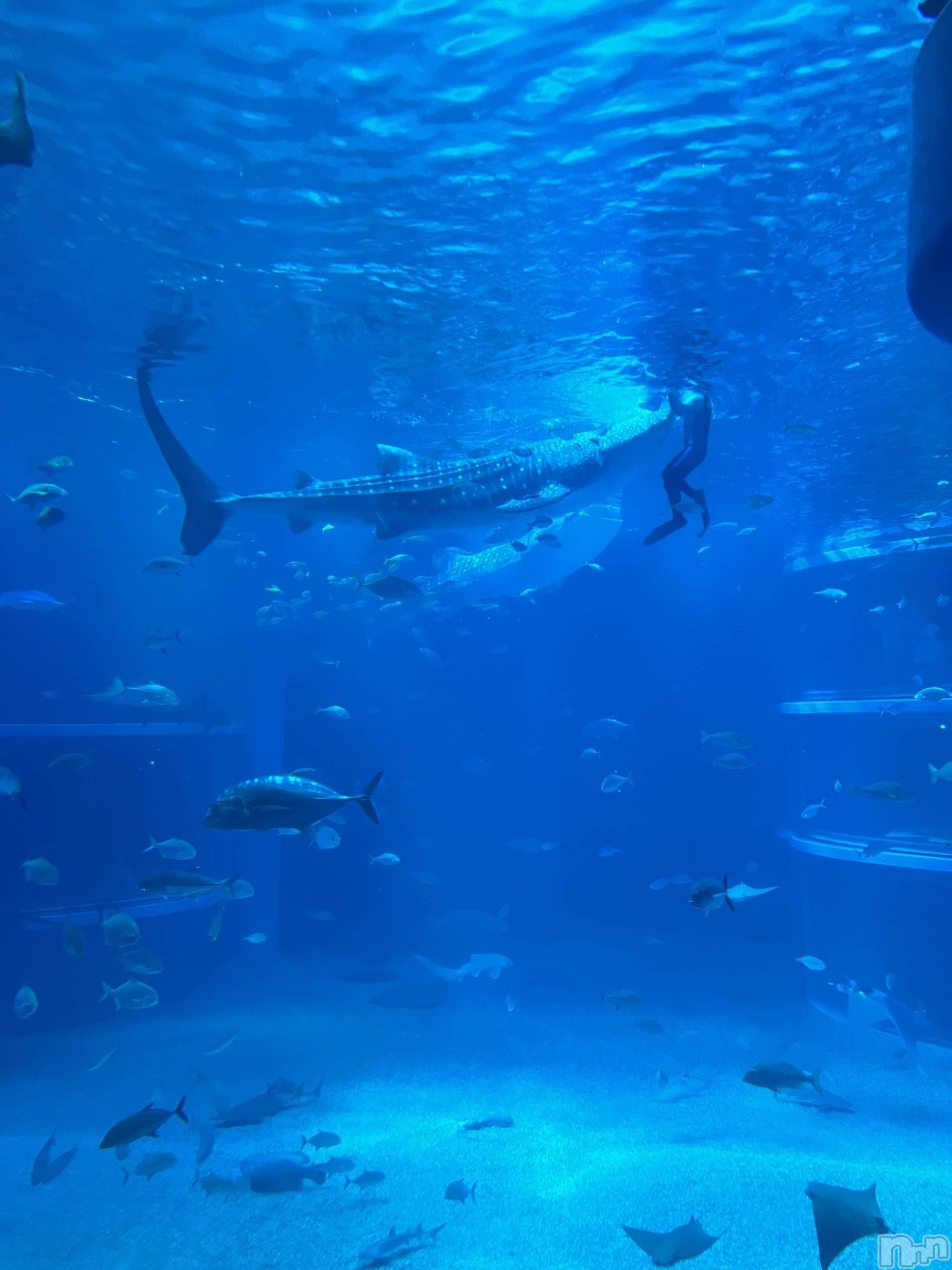 Įʥå륺СEGOIST() 2024ǯ618̥֥֥٥🦈