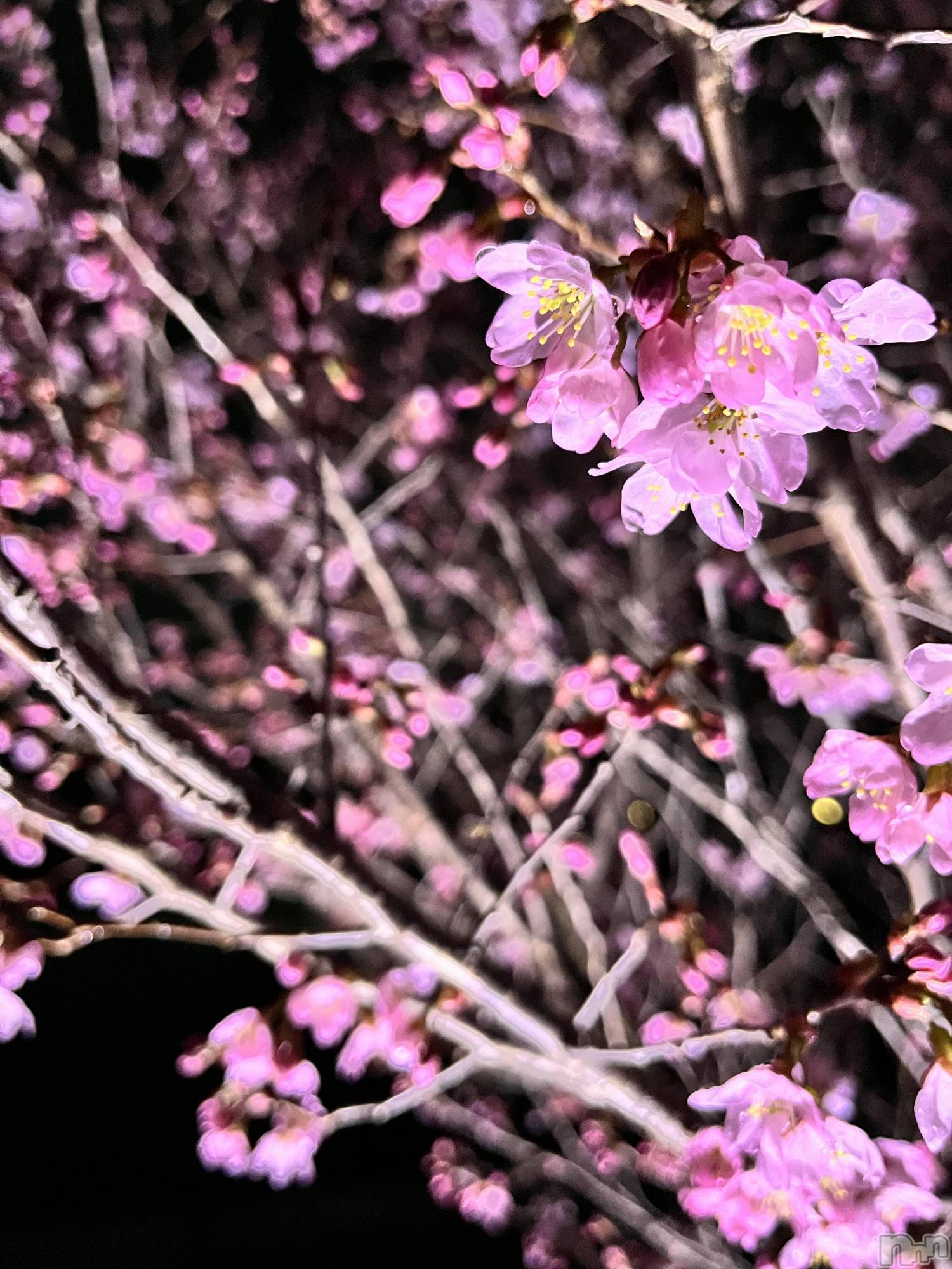 Įʥå륺СEGOIST() 2024ǯ624̥֥🌸
