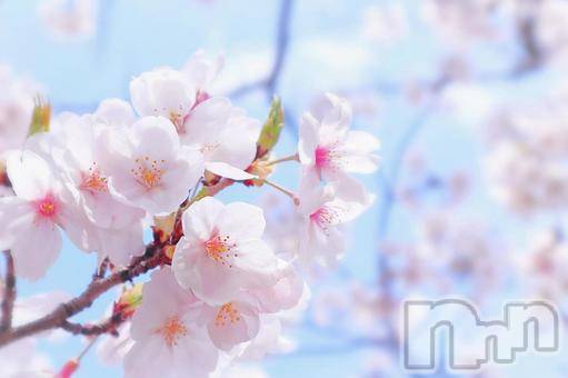 ȯѥ˥󥯥ֿ㥳(˥)  2022ǯ41̥֥֥饵🌸
