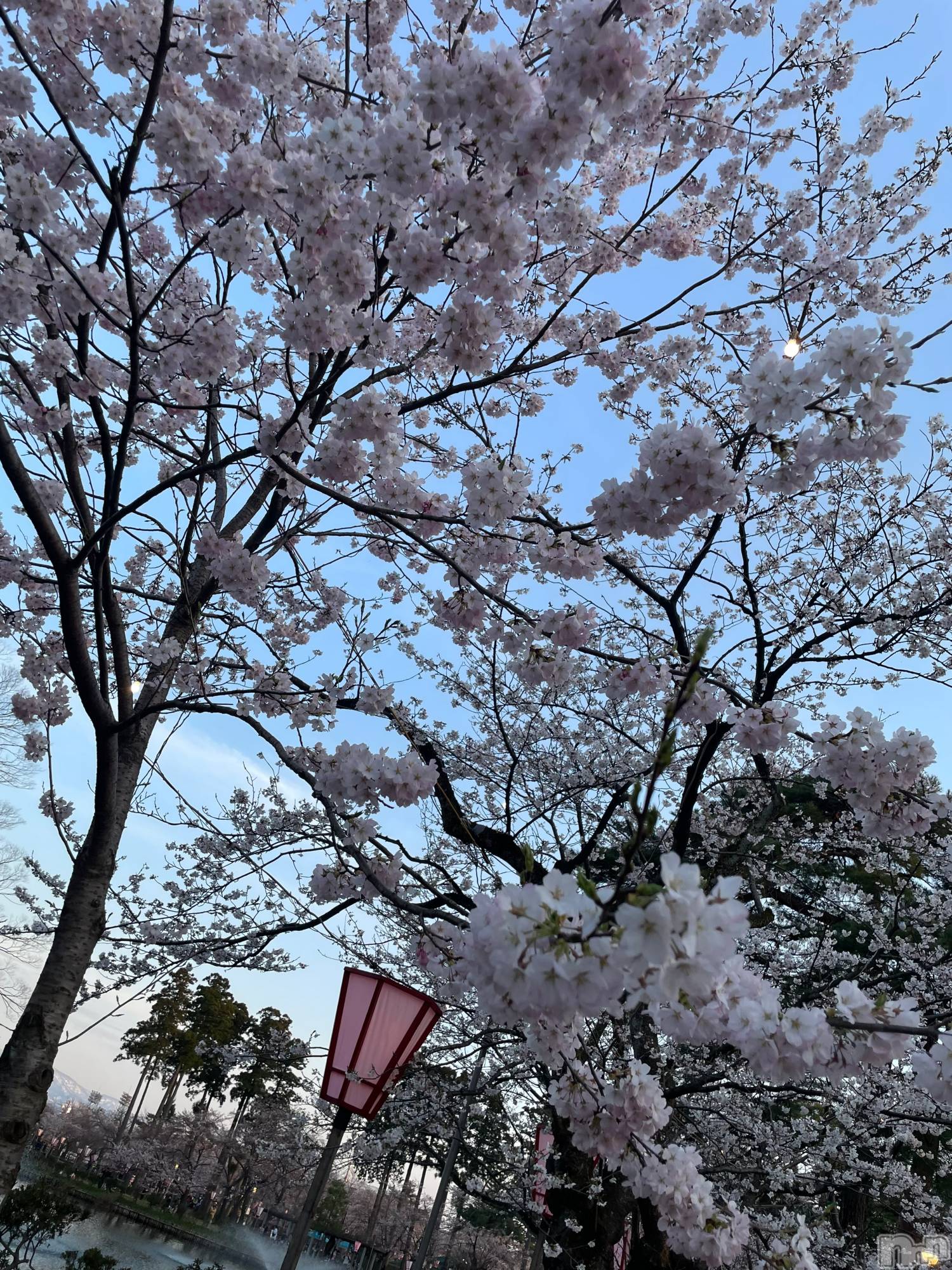 ȯĥХ顦La.DOUBLE(֥) 2024ǯ49ֺ̥֥🍃🌸