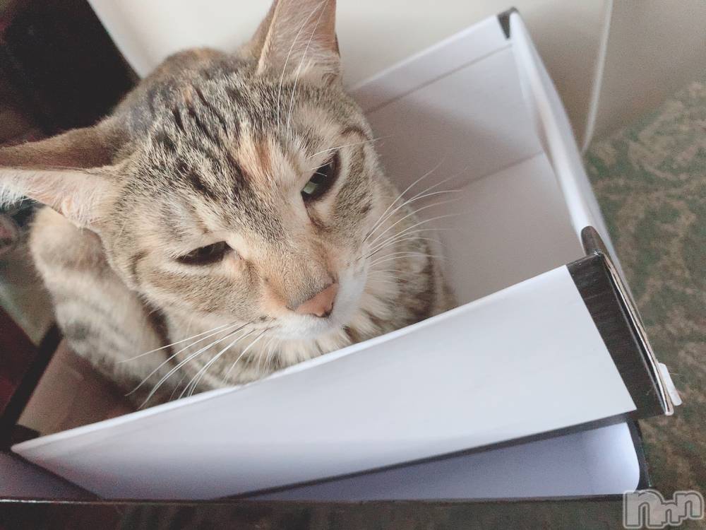 ��ˬ����Х��顦����֥���� �ץ���� ��ˬ(����� �ץ���� ����) ɱǵ �����6��11���̥�֥�����6��11�� 19��16ʬ�Υ֥�����