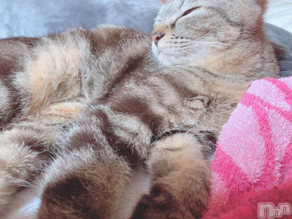 ��ˬ����Х��顦����֥���� �ץ���� ��ˬ(����� �ץ���� ����) ɱǵ �����6��15���̥�֥����֤��������