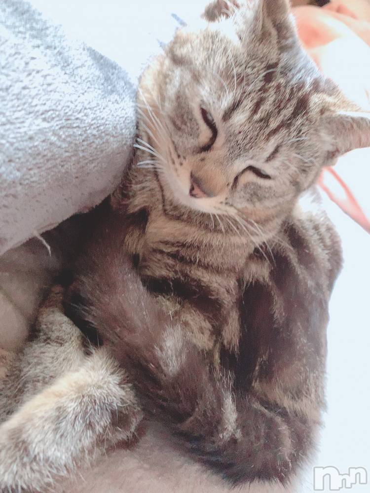 ��ˬ����Х��顦����֥���� �ץ���� ��ˬ(����� �ץ���� ����) ɱǵ �����6��16���̥�֥����֤��뿲��