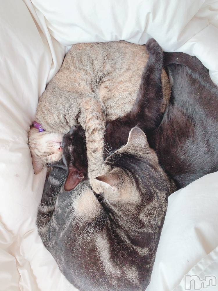 ��ˬ����Х��顦����֥���� �ץ���� ��ˬ(����� �ץ���� ����) ɱǵ �����6��26���̥�֥�����(�ᡦ������)��