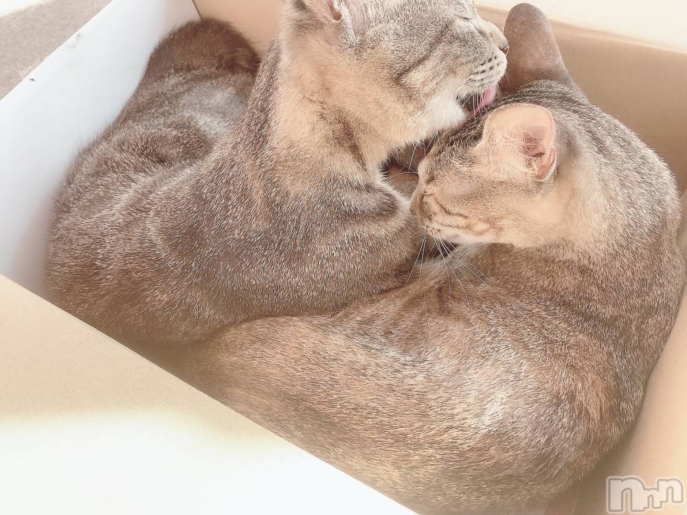 ��ˬ����Х��顦����֥���� �ץ���� ��ˬ(����� �ץ���� ����) ɱǵ �����9��5���̥�֥����ֽжС�