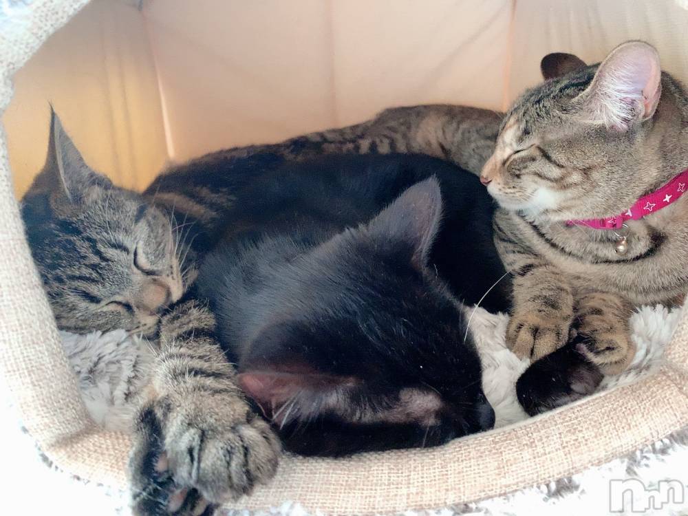 ��ˬ����Х��顦����֥���� �ץ���� ��ˬ(����� �ץ���� ����) ɱǵ �����9��17���̥�֥����ֽжС�