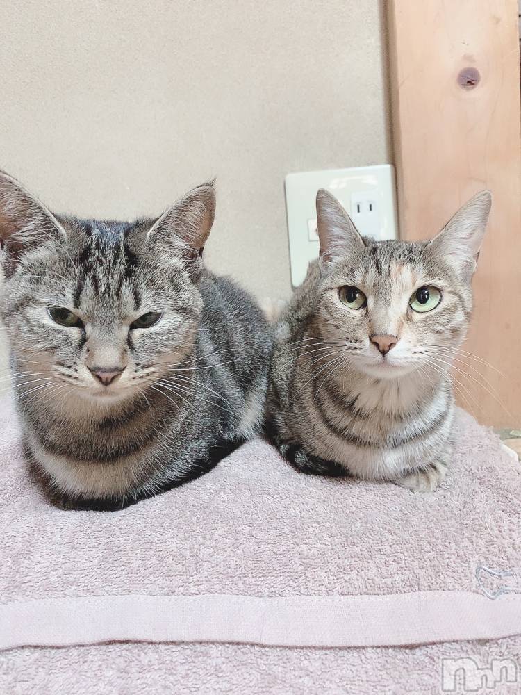 ��ˬ����Х��顦����֥���� �ץ���� ��ˬ(����� �ץ���� ����) ɱǵ �����10��10���̥�֥����ֽжФǤ�����